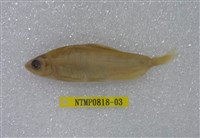 藏品(粗首鱲)的圖片